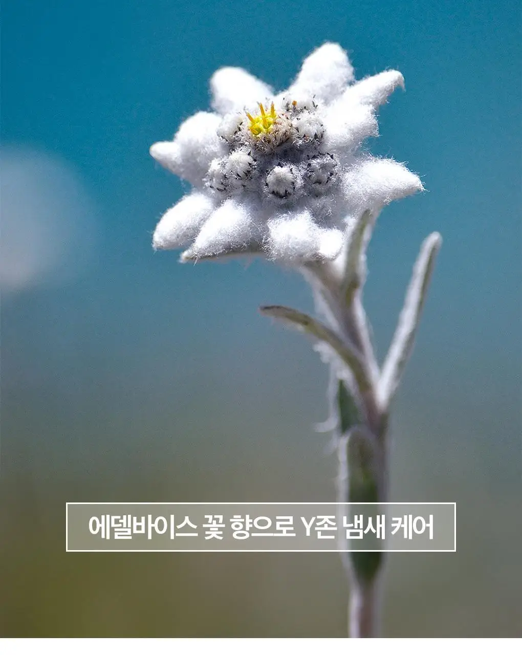[온가족 여성청결제] 유리아쥬 진피 마일드 폼 150ml 단품/기획 택 1 상세페이지 15